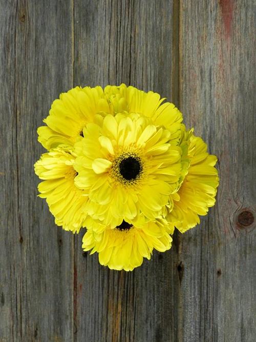 YELLOW GERBERAS